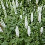 Veronica longifolia 'Charlotte' - Lange ereprijs