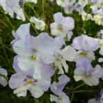 Viola cornuta 'Milkmaid' - Hoornviooltje