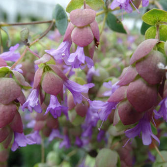 Origanum 'Amethyst Falls'