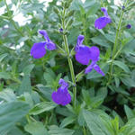 Salvia microphylla 'Blue Monrovia' - Salie - Salvia microphylla 'Blue Monrovia'