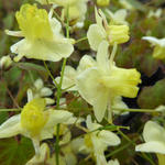 Epimedium pinnatum subsp. colchicum - Elfenbloem