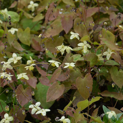 Elfenbloem - Epimedium x versicolor 'Neosulphureum'