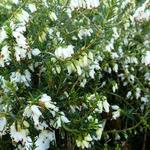 Erica carnea 'Springwood White' - Winterheide