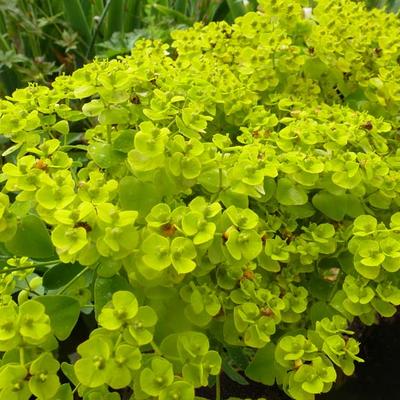 Wolfsmelk - Euphorbia seguieriana subsp. niciciana