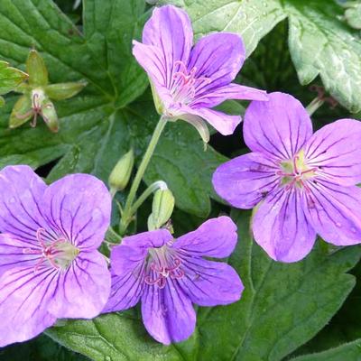 Ooievaarsbek - Geranium wlassovianum 'Crûg Farm'