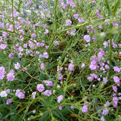 Gipskruid - Gypsophila paniculata 'FESTIVAL Pink'