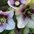 Helleborus orientalis 'DOUBLE ELLEN Picotee'