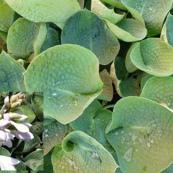 Hosta 'Abiqua Drinking Gourd'