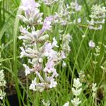 Lavandula angustifolia 'Rosea' - Lavendel - Lavandula angustifolia 'Rosea'