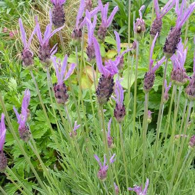 Kuiflavendel , Franse lavendel - Lavandula  stoechas 'Pedunculata'