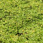 Leptinella dioica 'Minima' - Koperknoopje, Speldenkussenplant - Leptinella dioica 'Minima'