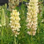 Lupinus russell 'Chandelier' - Lupine