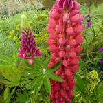 Lupine - Lupinus russell  'My Castle'