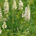 Lupinus russell 'Noble Maiden' - Lupine