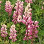 Lupinus russell 'The Chatelaine' - Lupine - Lupinus russell 'The Chatelaine'