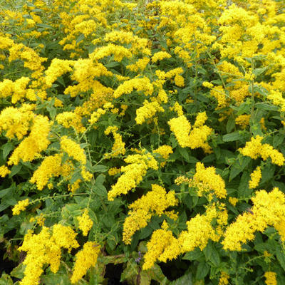 Guldenroede - Solidago rugosa