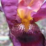 Iris germanica 'Senlac' - Baardiris, zwaardiris
