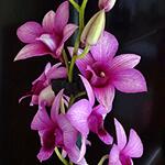 Dendrobium SA-NOOK 'Polar Fire' - Thaise orchidee