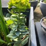 Euphorbia rigida - Wolfsmelk