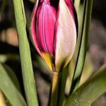 Tulipa humilis 'Persian Pearl' - Tulp, dwergtulp