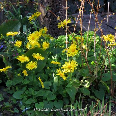 Voorjaarszonnebloem/Gele margriet - Doronicum orientale