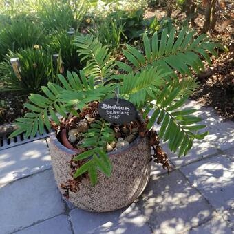 Blechnum tabulare