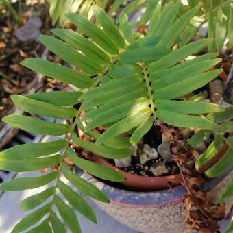 Blechnum tabulare