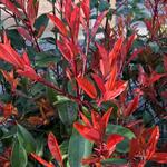 Photinia  fraseri 'Little Red Robin' - Glansmispel, Oranjebloesem