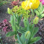 Tulipa 'Crystal Star' - Tulp