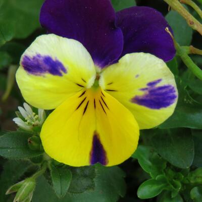 Driekleurig viooltje - Viola tricolor