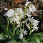 Hyacinthoides hispanica 'Alba' - Wilde hyacint, Boshyacint