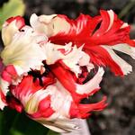 Tulipa 'Estella Rijnveld' - Tulp