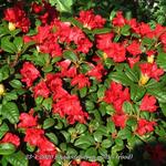Rhododendron mollis (rood) - Tuinazalea - Rhododendron mollis (rood)