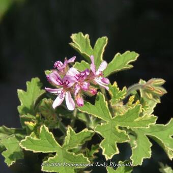 Pelargonium 'Lady Plymouth