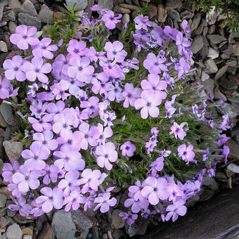 Phlox douglasii 'Eva'