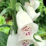 Digitalis purpurea ssp heywoodii - Vingerhoedskruid