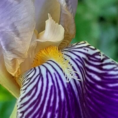 Baardiris - Iris germanica 'Alcazar'