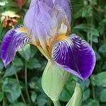 Iris germanica 'Alcazar' - Baardiris - Iris germanica 'Alcazar'