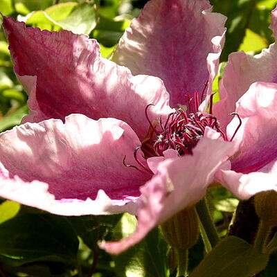 Bosrank - Clematis 'Pink Fantasy'