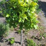 Quercus palustris 'Green Dwarf' - Moeraseik, bolboompje