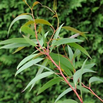 Eucalyptus gregsoniana