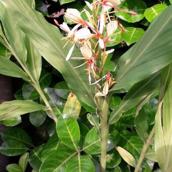 Hedychium spicatum