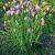 Allium schoenoprasum 'Forescate'