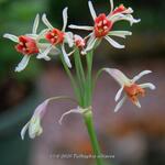 Tulbaghia alliacea - Moeraslook