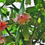 Brugmansia Pink perfection x Triple A - Engelentrompet