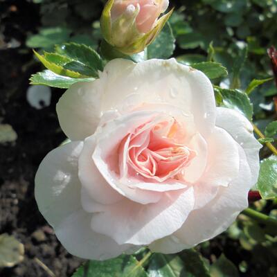 Roos - Rosa 'Aspirin-Rose'