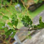 Sophora prostrata 'Little Baby' - Honingboom, pagodeboom