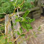 Sophora prostrata 'Little Baby' - Honingboom, pagodeboom