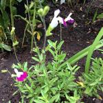 Salvia x jamensis 'Amethyst Lips' - Salie - Salvia x jamensis 'Amethyst Lips'