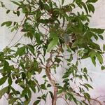 Eugenia uniflora ‘Etna Fire’ - Surinaamse kers, Pitanga